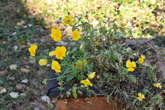 Viola × williamsii