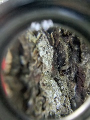 Chaenotheca subroscida