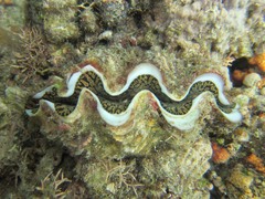 Tridacna noae