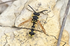 Eumenes mediterraneus