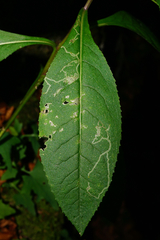 Phytomyza senecionis