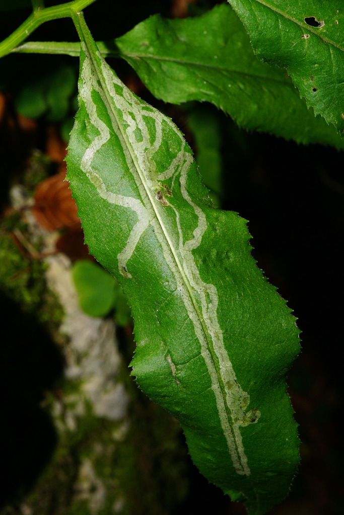 Phytomyza senecionis