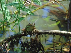 Lithobates vibicarius