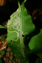 Phytomyza senecionis