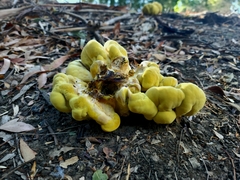 Laetiporus gilbertsonii