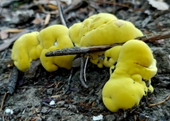 Laetiporus gilbertsonii