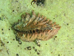 Saccostrea