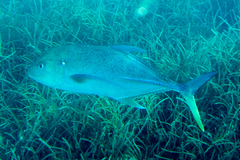 Caranx papuensis