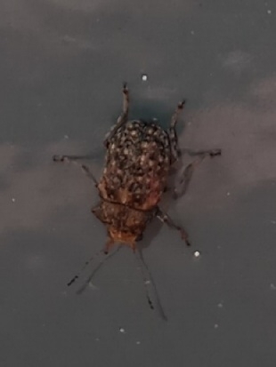 Coffee Bean Weevil photo 4
