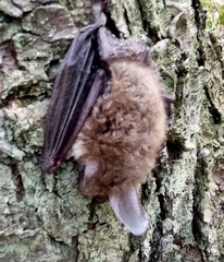 Myotis bechsteinii