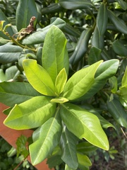 Myrsine cubana