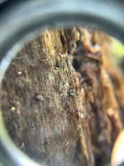 Chaenotheca gracillima