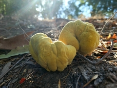 Laetiporus gilbertsonii