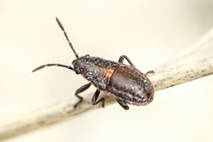 Oxycarenus