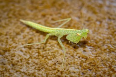 Tropidomantis kawaharai