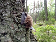 Myotis bechsteinii