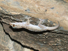 Hemidactylus hajarensis