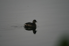 Tachybaptus ruficollis