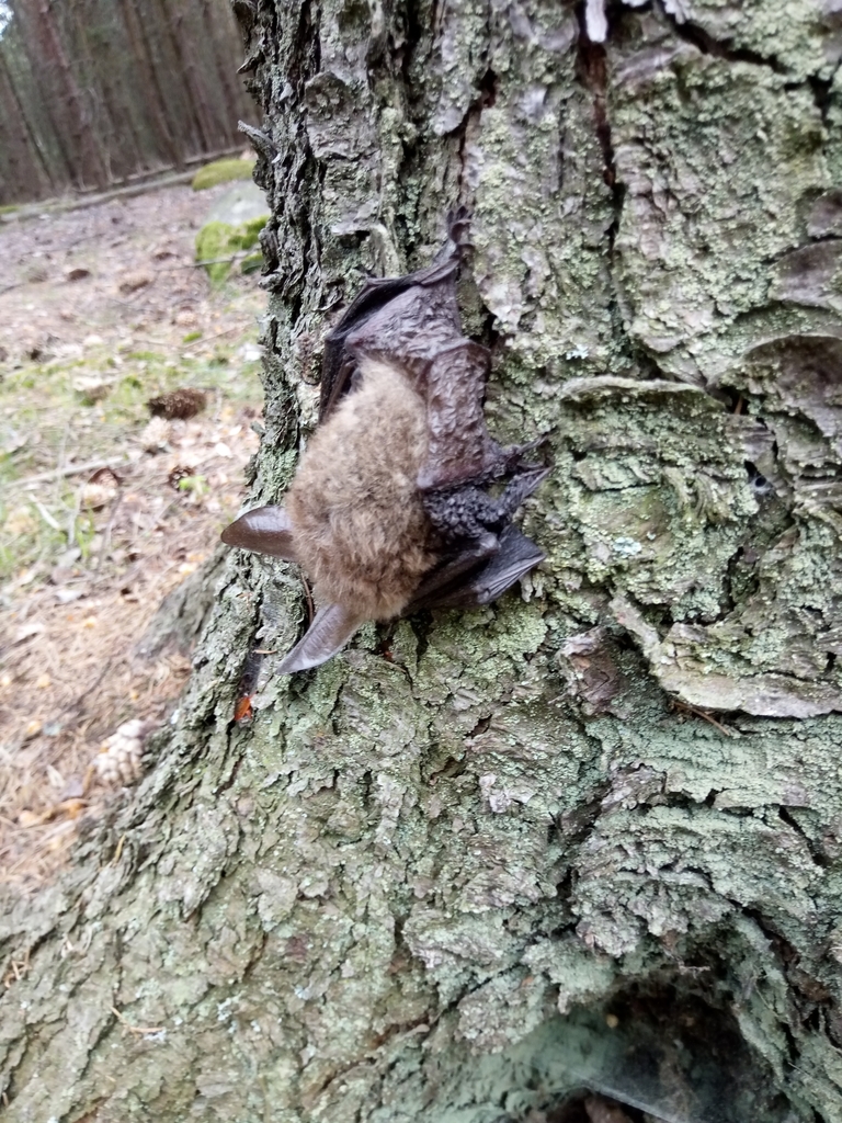 Bechstein's Bat