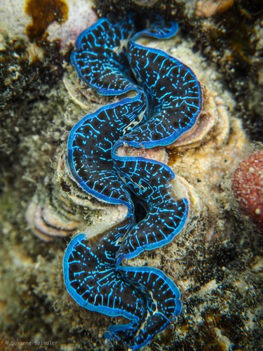 Small Giant Clam