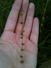 Scleria verticillata