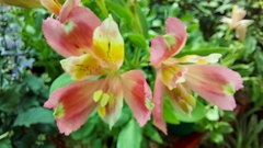 Alstroemeria aurea