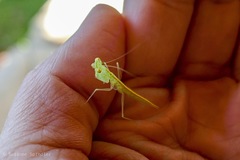 Tropidomantis kawaharai