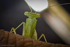 Tropidomantis kawaharai