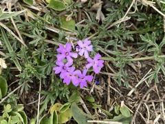 Verbena ribifolia