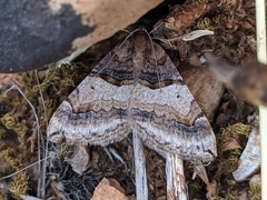 Antilurga alhambrata