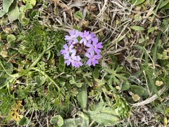 Verbena ribifolia