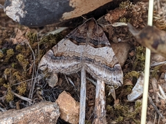 Antilurga alhambrata