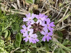 Verbena ribifolia