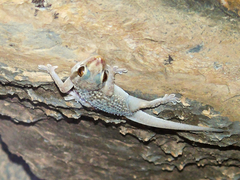 Hemidactylus hajarensis