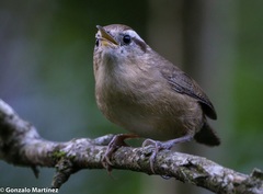 Troglodytes solstitialis