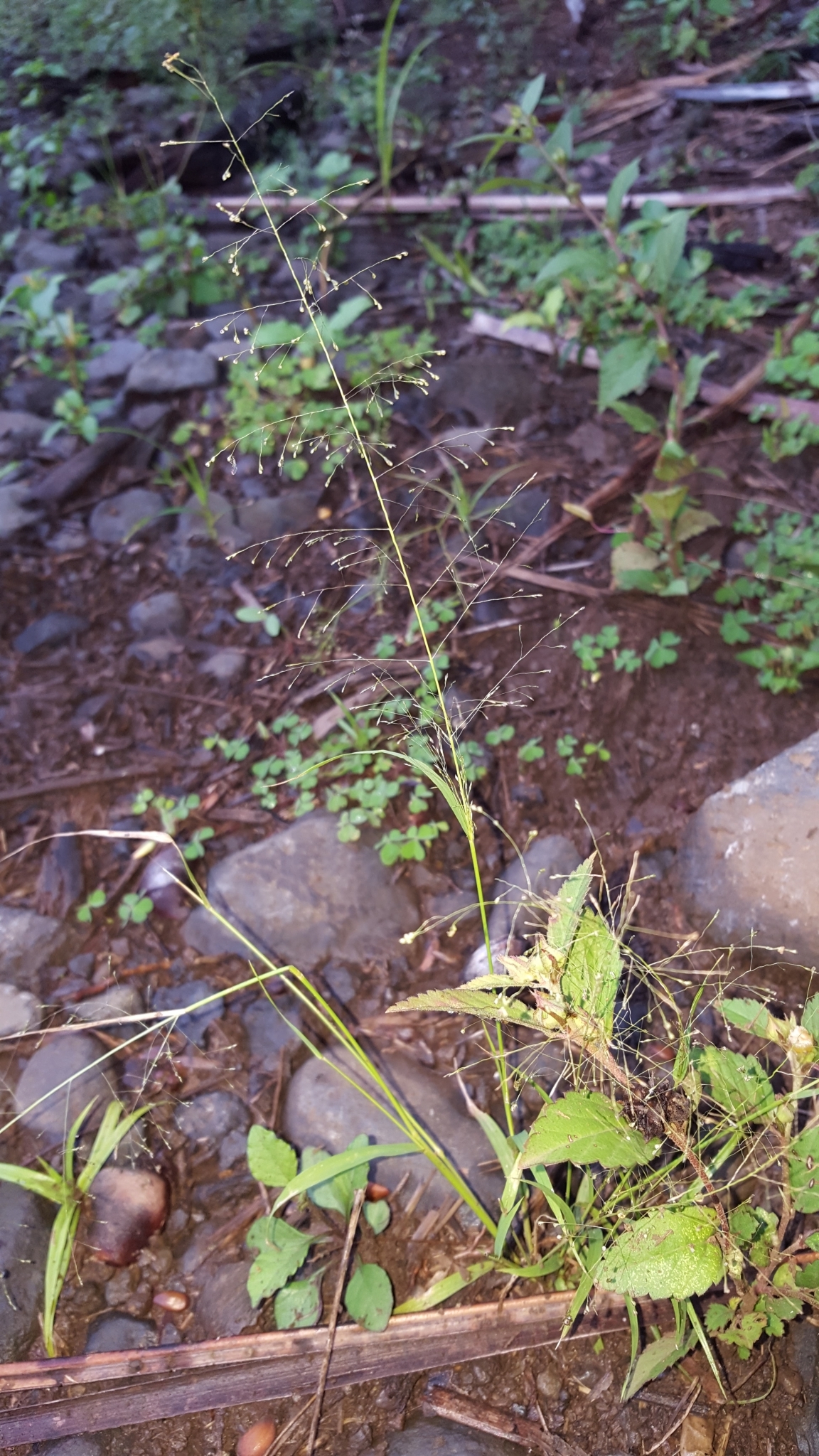 (c) François Rousseu, certains droits réservés (CC BY-NC) https://www.inaturalist.org/observations/98906436