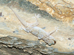 Hemidactylus hajarensis