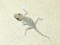 Ptyodactylus orlovi