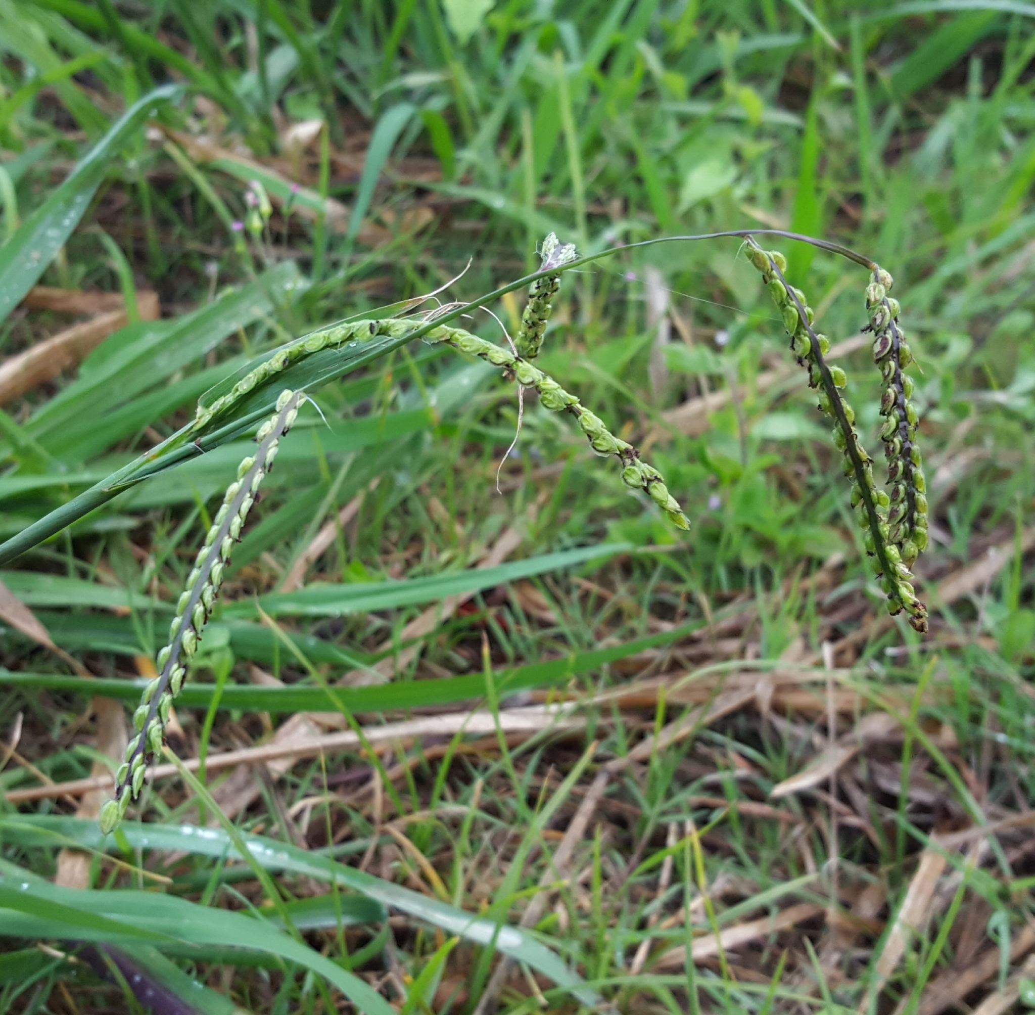 (c) François Rousseu, certains droits réservés (CC BY-NC) https://www.inaturalist.org/observations/98906595