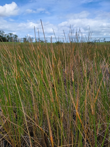 Image of Eleocharis cellulosa by (c) Michelle Smith, some rights reserved (CC BY)