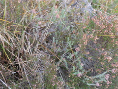 Erica tetralix