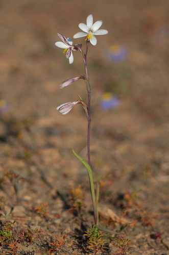 Hesperantha acuta