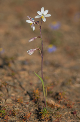 Hesperantha acuta