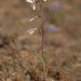 Hesperantha acuta - Photo (c) Campbell Fleming,  זכויות יוצרים חלקיות (CC BY-NC), הועלה על ידי Campbell Fleming