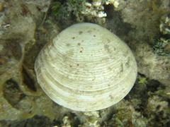 Semele