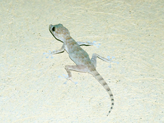 Ptyodactylus orlovi