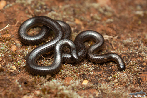 Forest Thread Snake