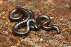 Leptotyphlops sylvicolus