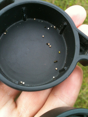 Scleria verticillata