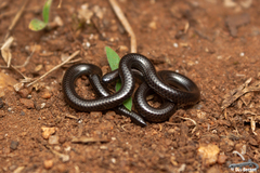 Leptotyphlops scutifrons